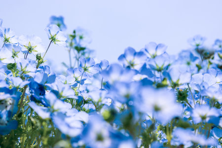 Flower garden of Nemophila in springtime.の写真素材