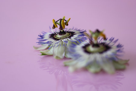 Flower head of passion flower isolated on a pink background.の写真素材