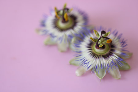 Flower head of passion flower isolated on a pink background.の写真素材