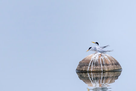 Couple of little tern in breeding season.の写真素材
