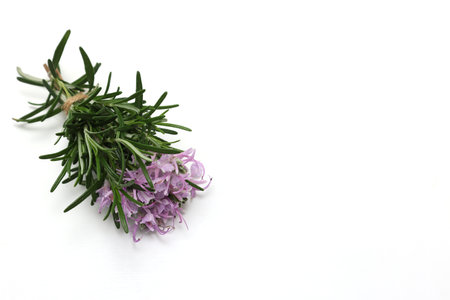 Rosemary with flower isolated on a white background.の写真素材