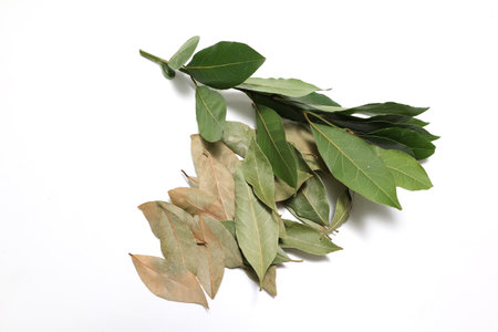 Bay leaves isolated on white background. Bay leaves isolated on white background.