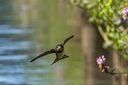 Swallow flying over the rice paddy irrigation canal.の写真素材