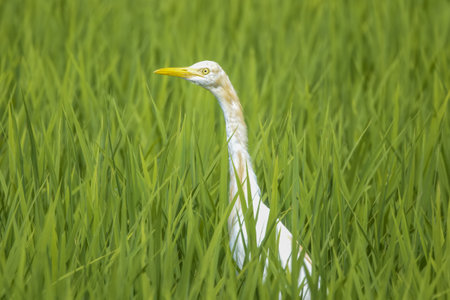 Cattle egret standing in the rice field.の写真素材