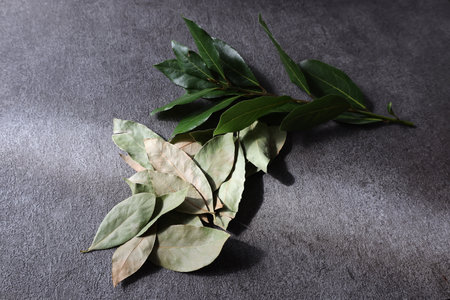 Dry bay leaf isolated on a gray background.