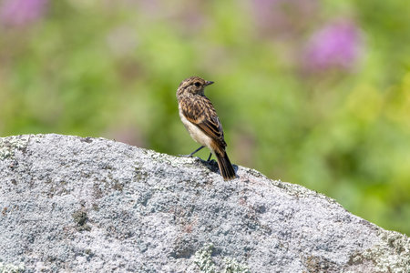 Young Siberian Stonechat on the stone in summer plateau.の写真素材