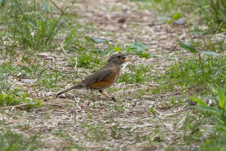 Brown-headed thrush swallowing feed on the ground.