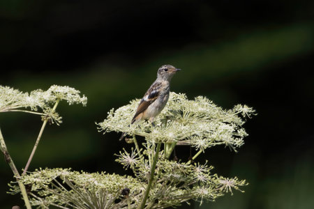 Young Siberian Stonechat on the white flower in summer plateau.の写真素材