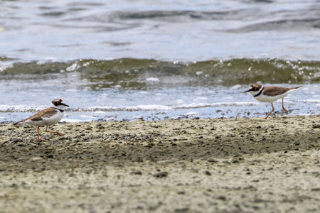 Little ringed plover in the sandy beach.の写真素材
