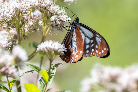 Chestnut Tiger butterfly sucking nectar from a thoroughwort flower.