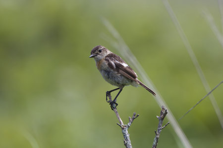 Young Siberian Stonechat on the branch in summer plateau.