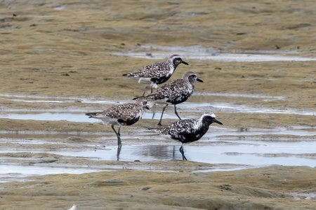 Group of Black-bellied plover looking for feeds in the tidal flat.