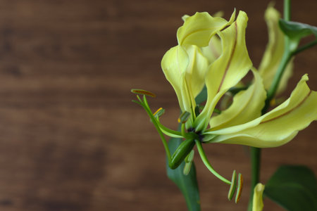 Yellow  Gloriosa isolated on a wooden background.の写真素材