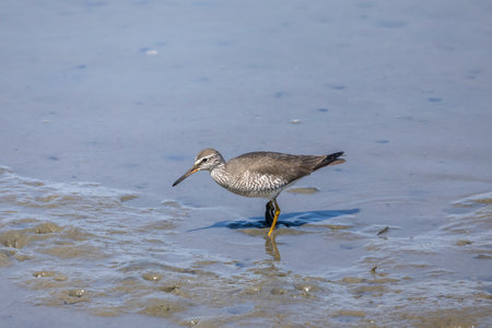 Grey-tailed Tattler looking for feeds in the tidal flat.の写真素材