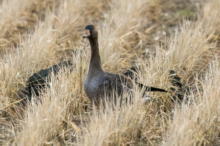 Young greater white-fronted goose in a winter rice paddy.の写真素材