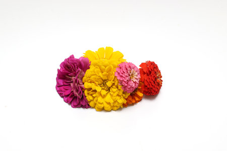 Bouquet of zinnia isolated on a white background.の写真素材