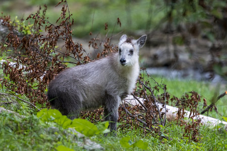 Portrait of Young wild Japanese serow in Japanese forest.の写真素材