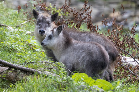 Parent and child of Japanese serow in Japanese forest.の写真素材