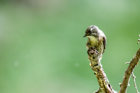 Japanese pygmy woodpecker on a ree in a green background.の写真素材