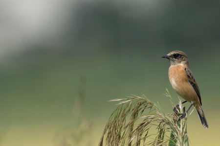 Siberian Stonechat on a weeds by the rice field.の写真素材