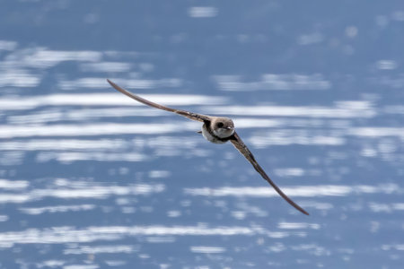 Bank swallow flying over the rice paddy irrigation canal.の写真素材