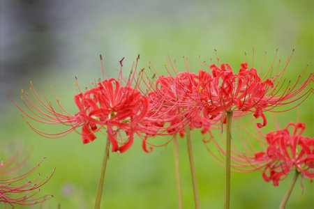 Red Lycoris in full bloom.の写真素材
