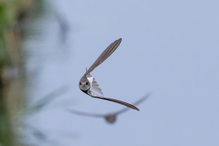 Bank swallow flying over the rice paddy irrigation canal.の写真素材
