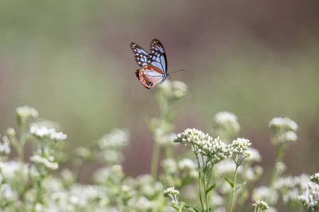 Chestnut Tiger butterfly flying in the thoroughwort flower garden.