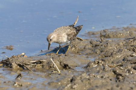Red-necked Stint in a lotus root field.の写真素材