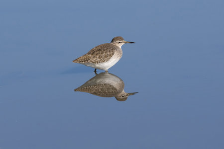 Wood Sandpiper and its reflection on the water surface.の写真素材