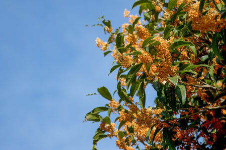 Fragrant olive in full bloom in a blue-sky background.の写真素材