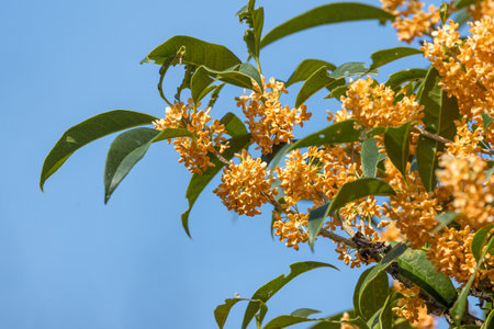 Fragrant olive in full bloom in a blue-sky background.の写真素材