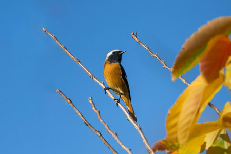 Male daurian redstart on the branch of tree with autumn leaves.の写真素材