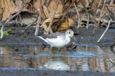 Common Greenshank in a mud lotus root field.