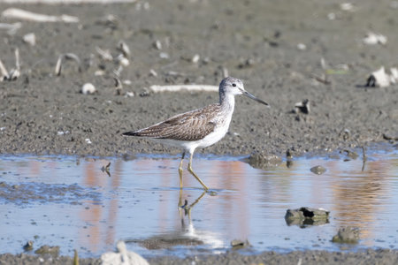 Common Greenshank in a mud lotus root field.の写真素材
