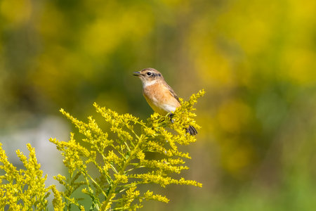 Common stonechat (Saxicola rubra) perched on a yellow flowerの写真素材
