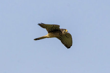 Common Kestrel flying in blue sky background.の写真素材