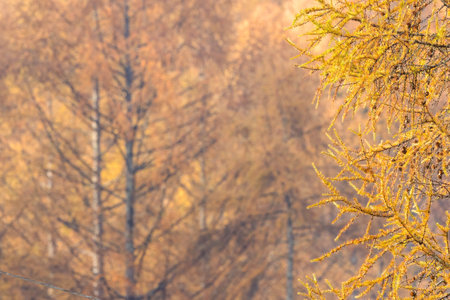 Autumn larch forest. Beautiful nature background with autumn trees.の写真素材