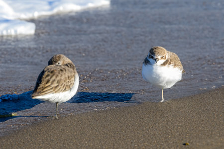 Kentish plover on the beach.の写真素材