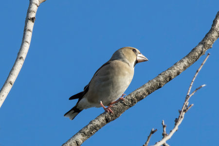 Hawfinch on a branch of tree.の写真素材