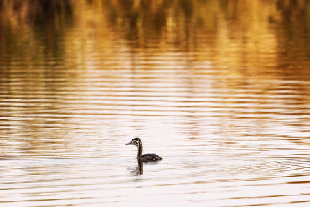 A great crested grebe (Podiceps cristatus) swimming in a lake.の写真素材