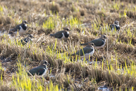 Group of Northern lapwing in the rice paddy.