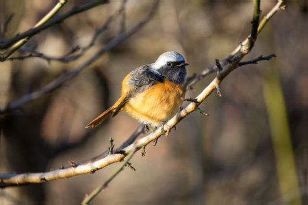 Male daurian redstart curled up on the branch of tree.