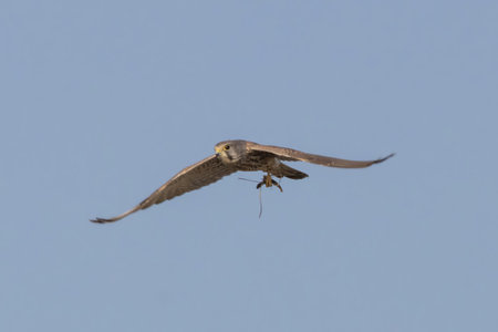 Common Kestrel catch a prey and fly out.の写真素材