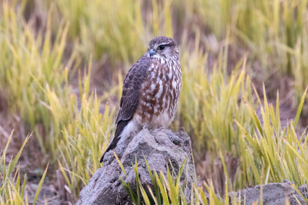Common buzzard, Buteo buteo, single bird on rock, South Africa