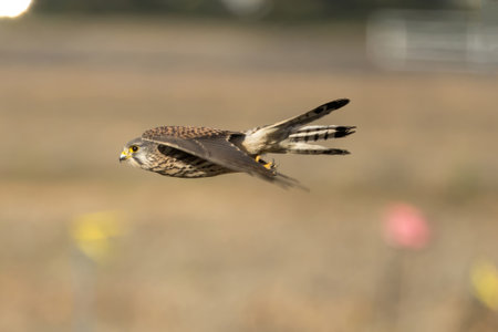 Common Kestrel flying over the rice paddy.