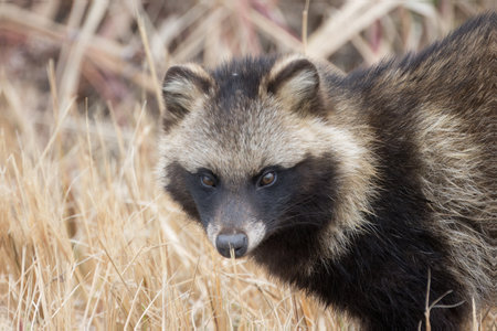 Raccoon dog in the winter riverbed.