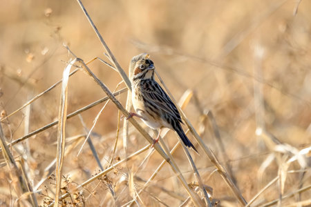 Chestnut-eared bunting on a dry grass.の写真素材