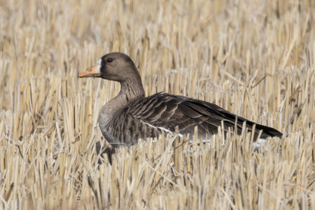 Greater white-fronted goose in a winter rice paddy.の写真素材