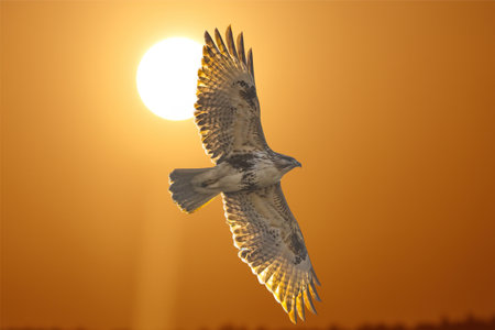 Eastern buzzard in flight against sun.